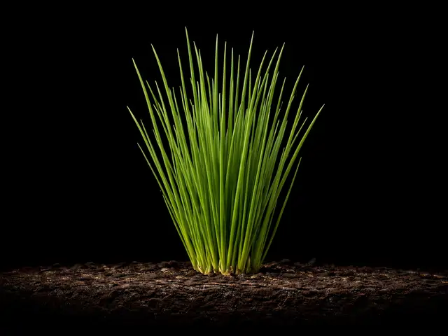 Chives