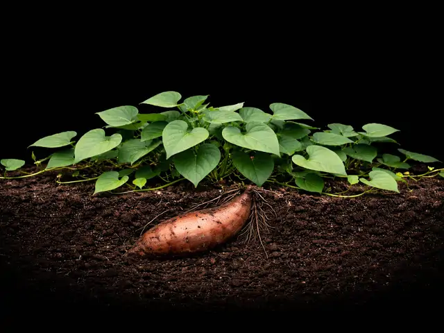 Sweet Potato