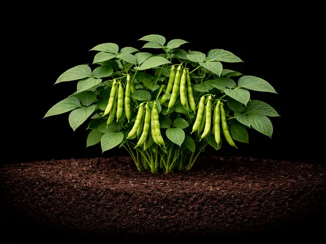 Pole Bean