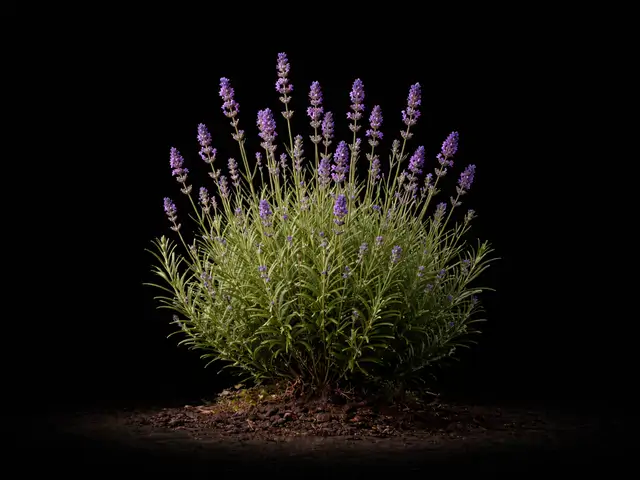 Lavender