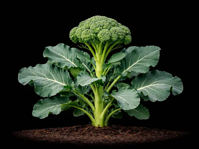 Broccoli