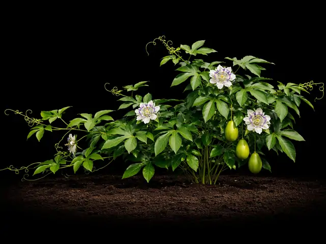 Maypop