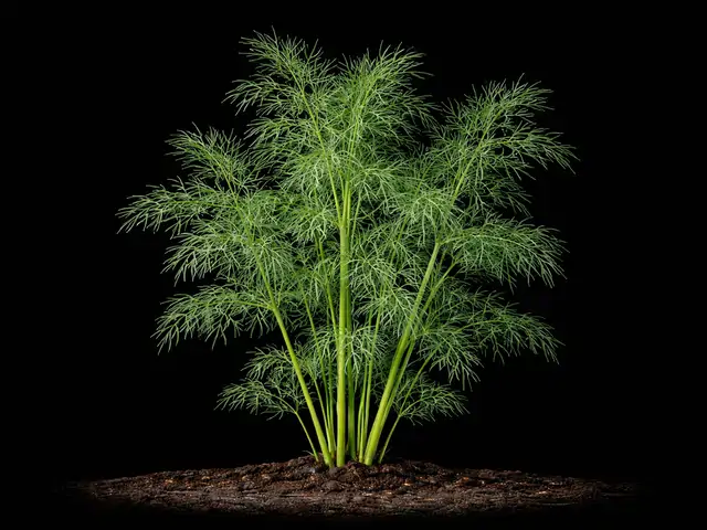 Dill