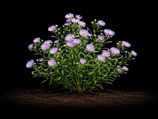 Aster