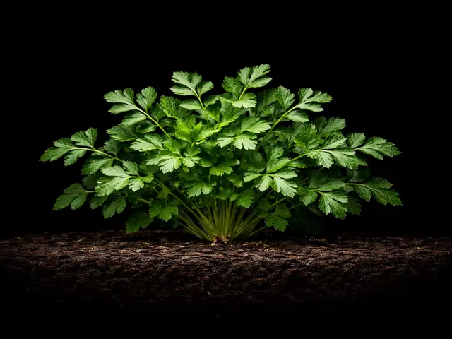Parsley
