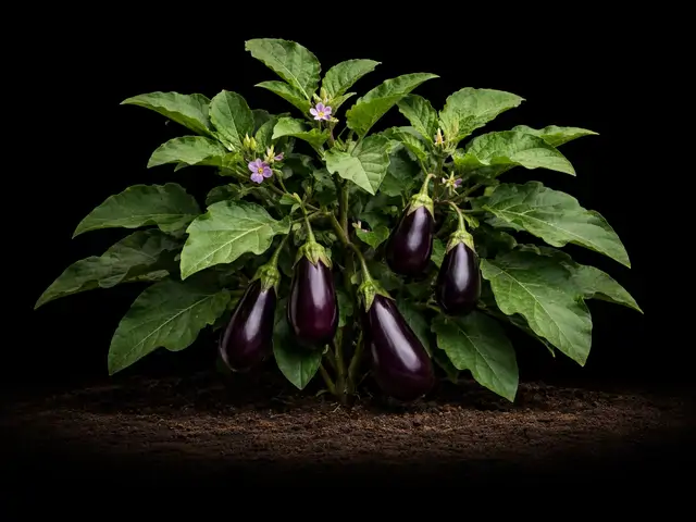 Eggplant
