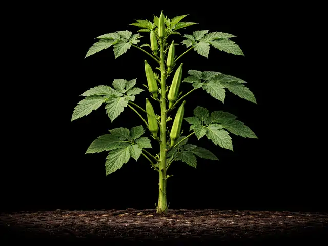 Okra