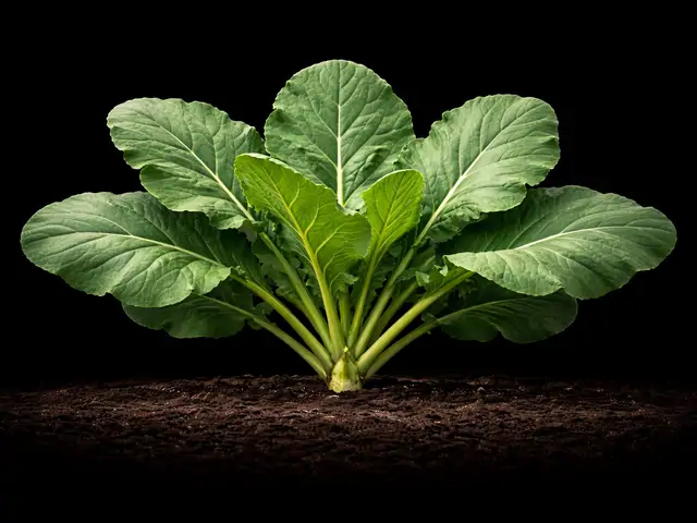 Collard