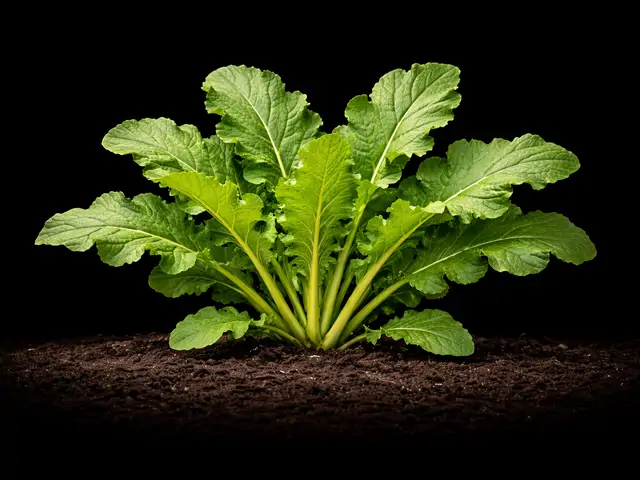 Mustard Greens