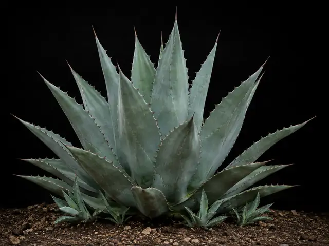 Agave