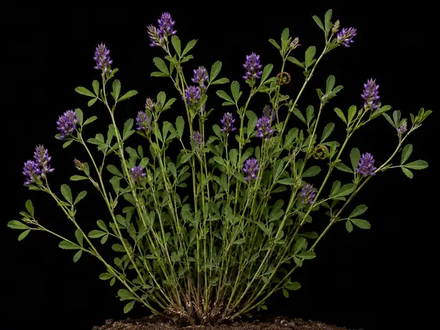 Alfalfa