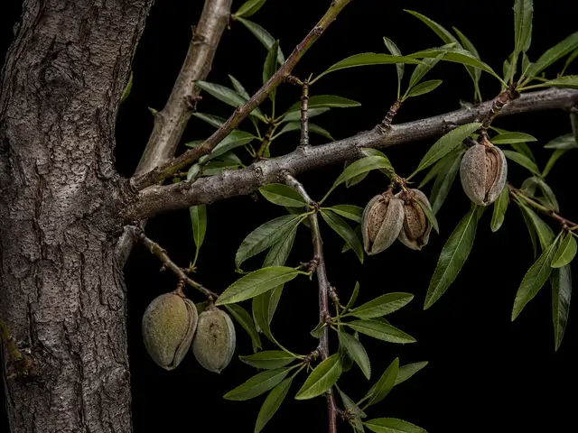 Almond
