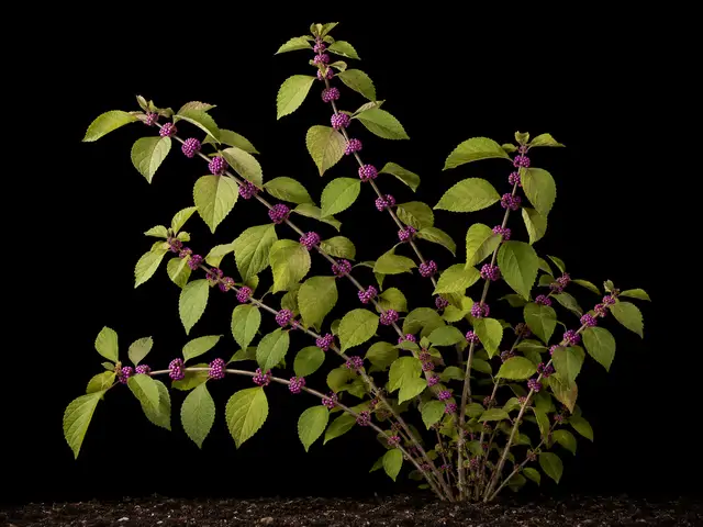 American Beautyberry