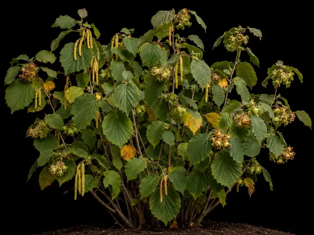 American Hazelnut