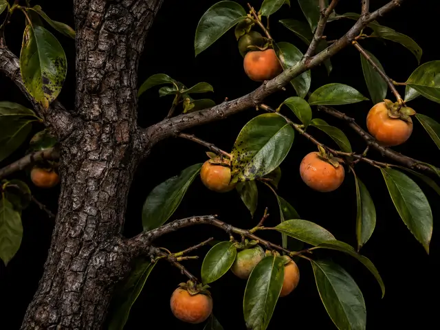 American Persimmon