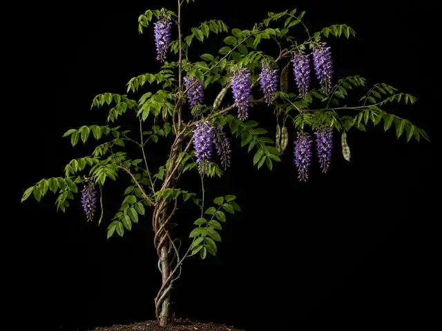 American Wisteria
