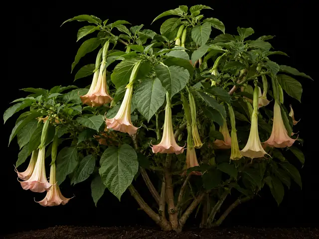 Angel's Trumpet
