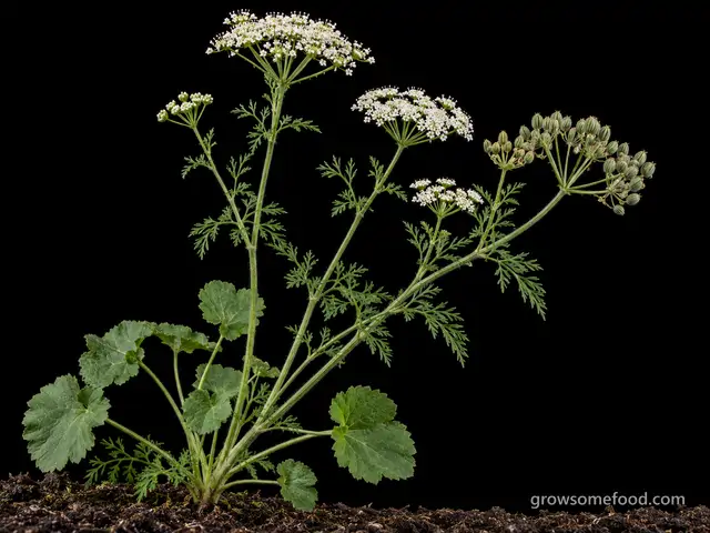 Anise