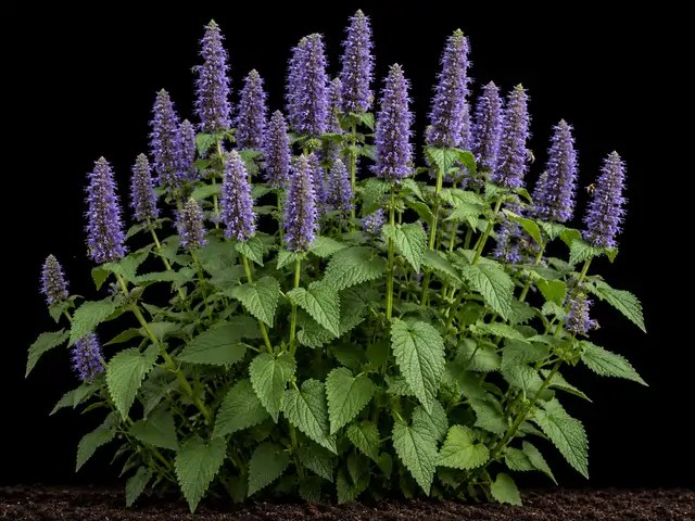 Anise Hyssop