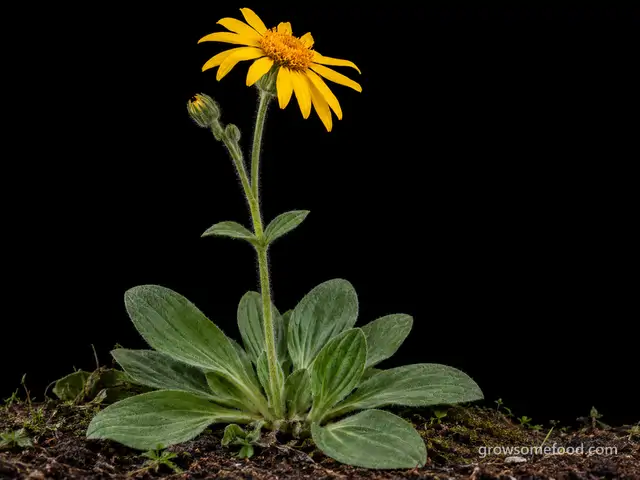 Arnica