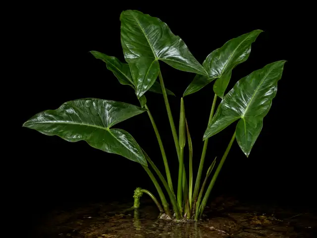 Arrow Arum
