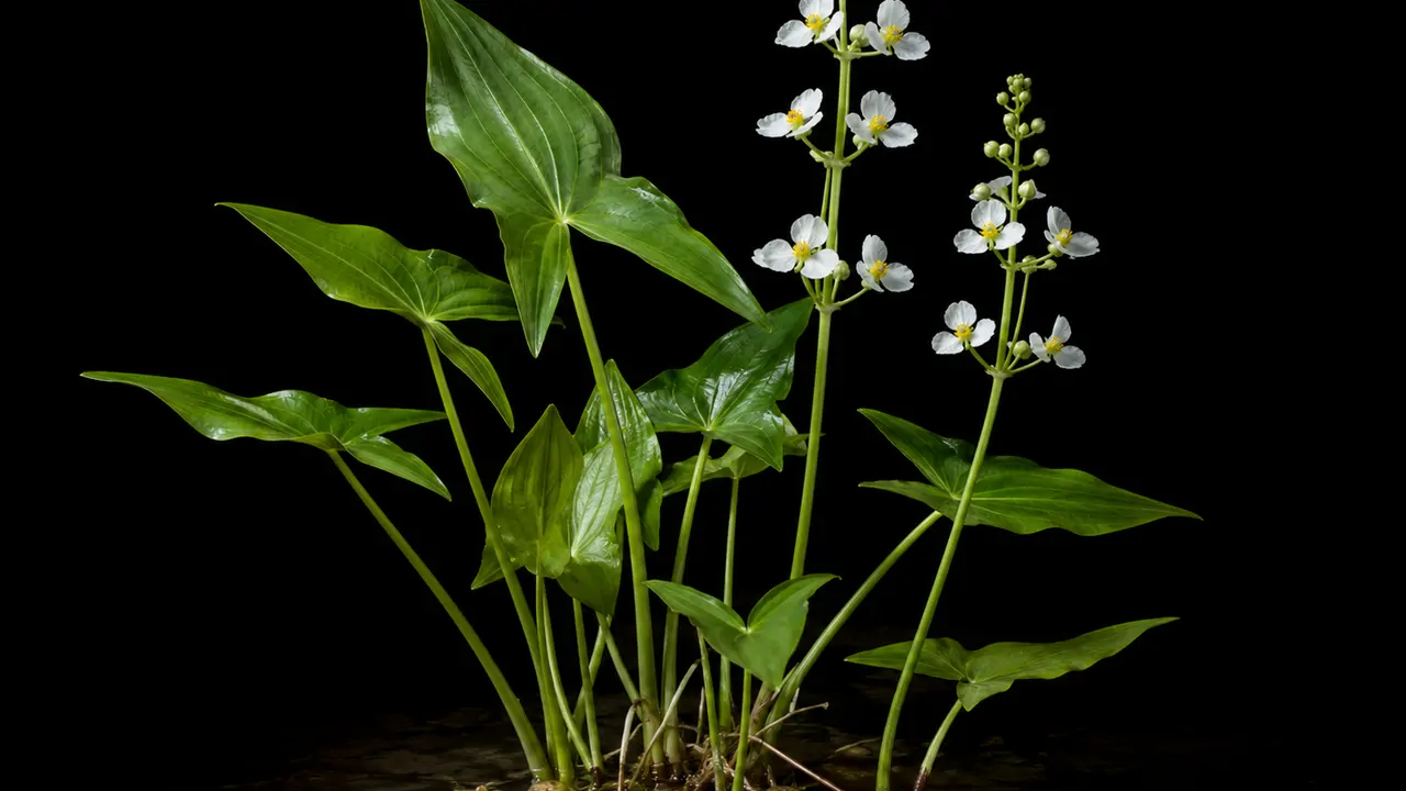 Arrowhead — the star of Skillet-Roasted Wild Tubers with Herbs
