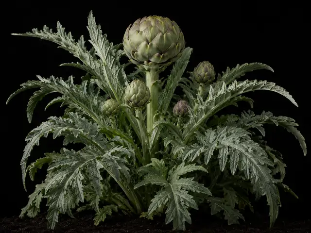 Artichoke