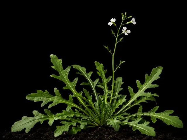 Arugula