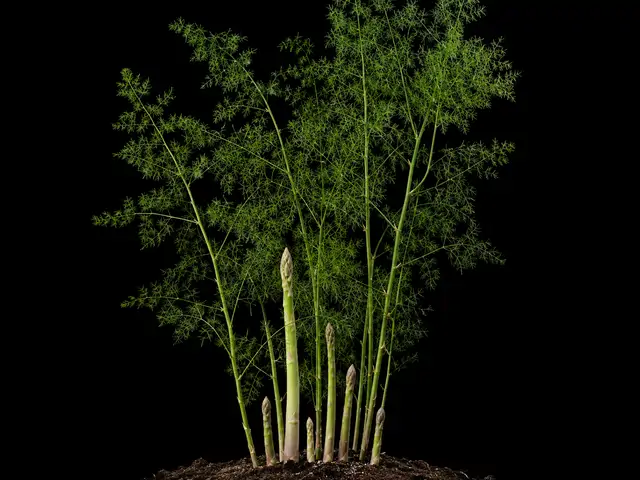 Asparagus