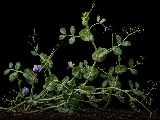 Austrian Winter Pea