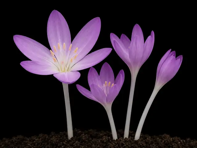 Autumn Crocus