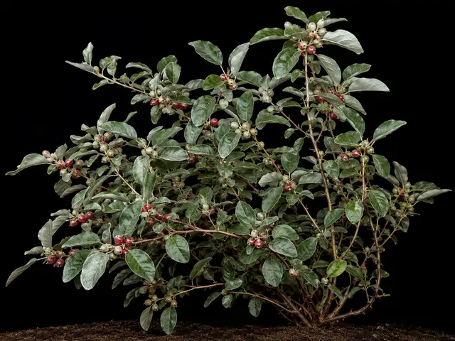 Autumn Olive