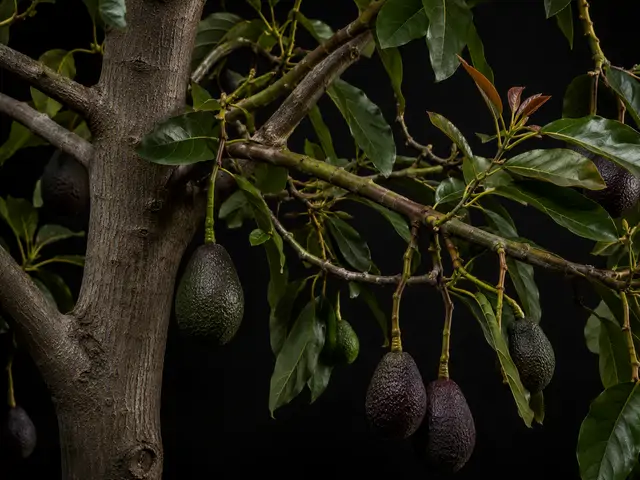 Avocado