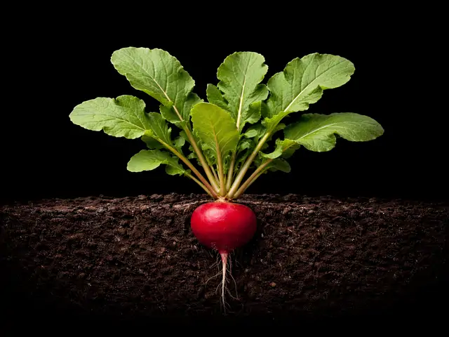 Radish