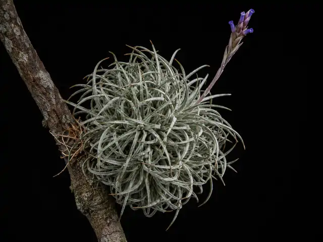 Ball Moss