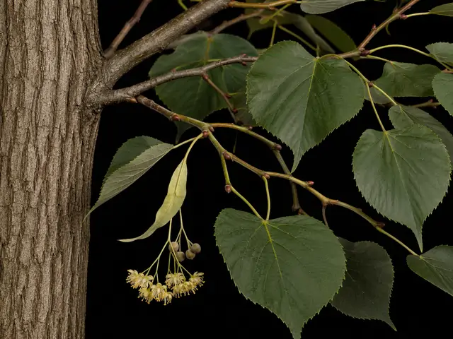 American Basswood