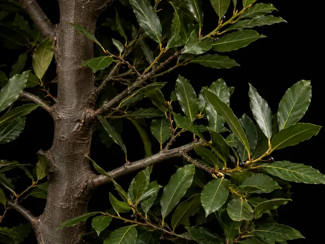 Bay Laurel