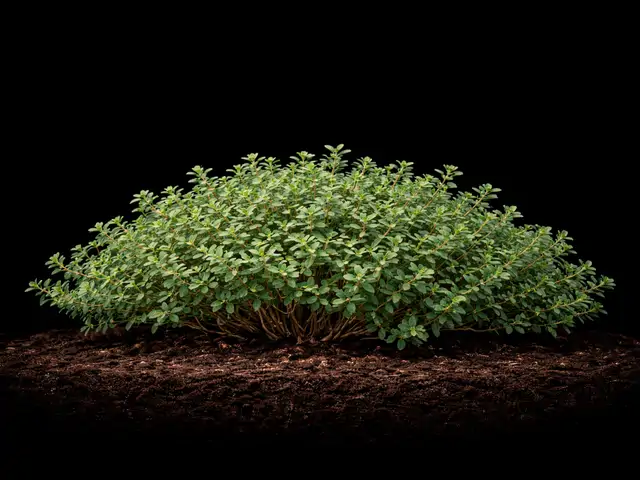Thyme