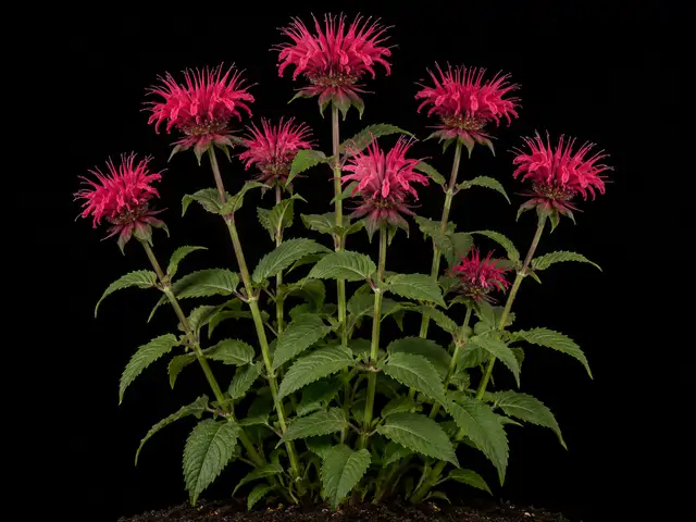 Bee Balm