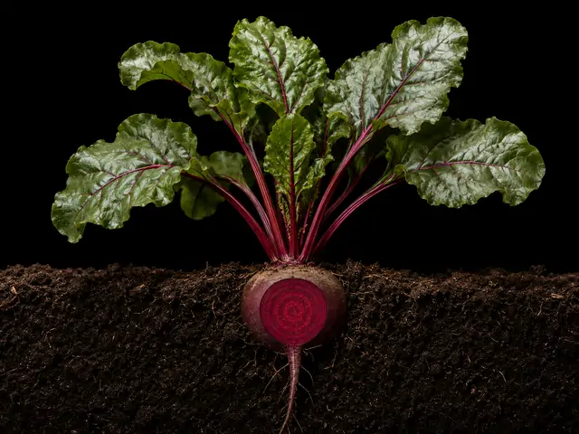 Beet