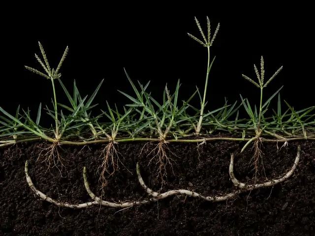 Bermudagrass
