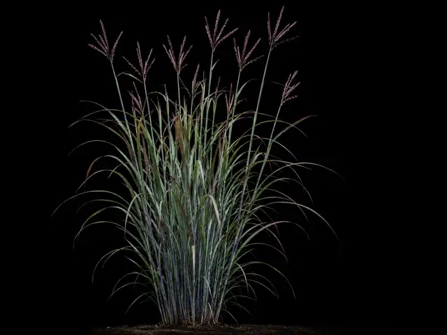 Big Bluestem