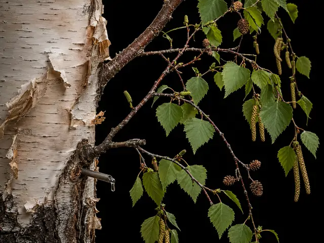 Birch