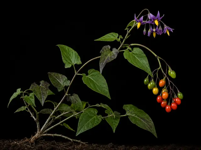Bittersweet Nightshade