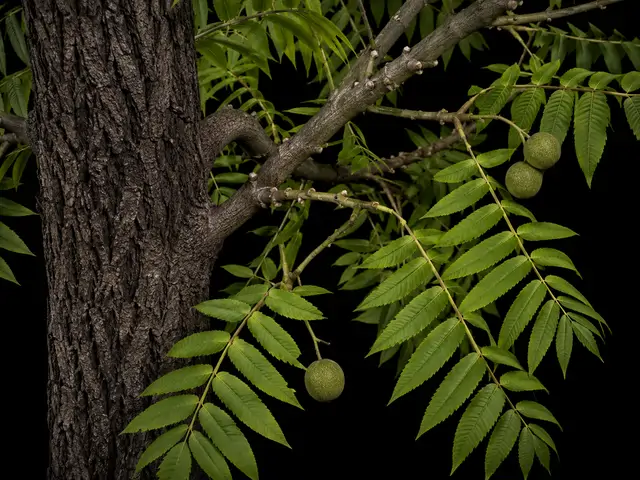 Black Walnut