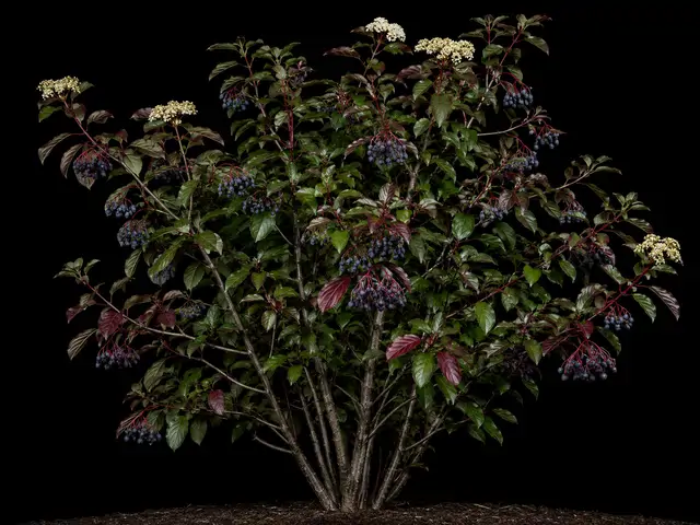 Blackhaw Viburnum