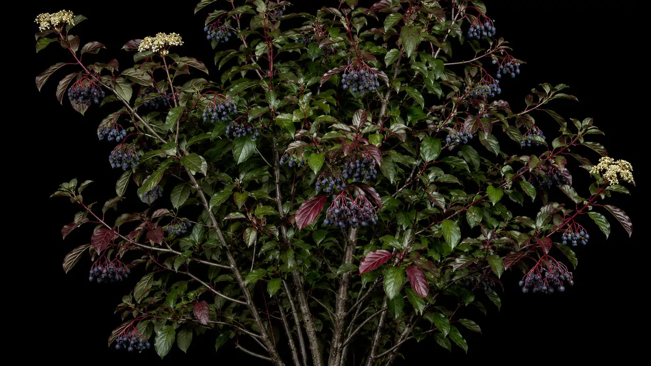 Blackhaw Viburnum — the star of Wild Berry Jelly