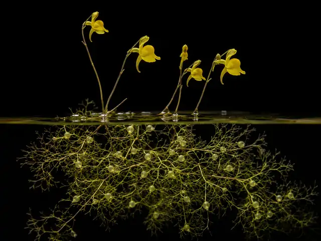 Bladderwort