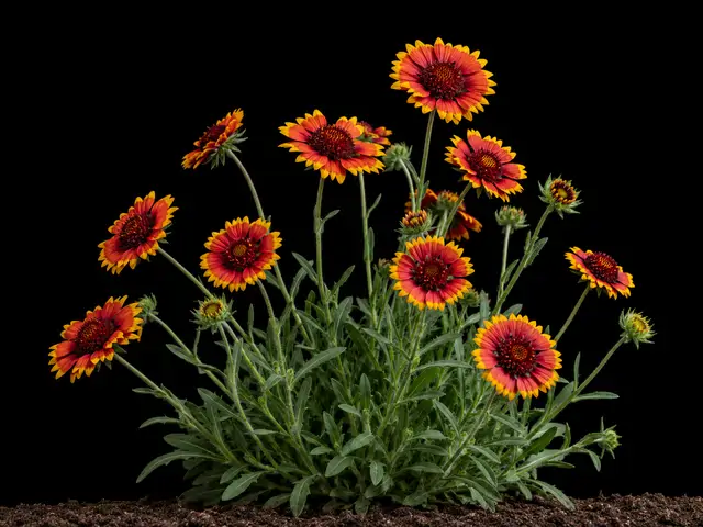 Blanketflower