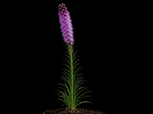 Blazing Star